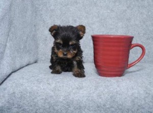 Two Cute teacup Yorkie Puppies for Adoption