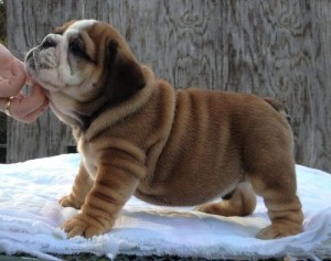 lovely English bulldog puppies for caring home