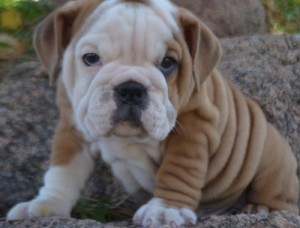 Lovely English bulldog puppies for caring home