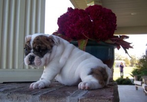 Healthy Wrinkled, Mini English Bulldog Puppies For Sale