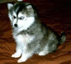 Cuties Siberian Husky Puppies For New Homes .