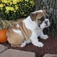 HEALTHY ENGLISH BULLDOGS FOR FREE ADOTION