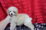 Free Toy Poodle Puppies for X-mass