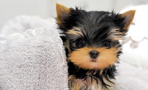 Yorkshire terrier teacups available