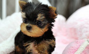 Teacup yorkshire terrier pups