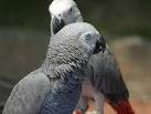 2 EXCELLENT AFRICAN GREY PARROTS FOR ADOPTION