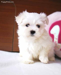 Exellent teacup maltese puppies for adoption to a new and caring home