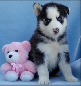 Charming Xmas Male And Female Siberian Husky Puppies For Sale