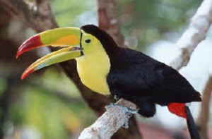 Nice Toucan Bird For Adoption