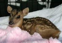 HEALTHY BABY MUNTJAC DEER FOR NEW HOME.