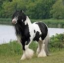 Well trained gypsy Male Horse for Sale