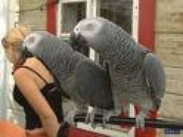 African Grey Parrots For Adoption