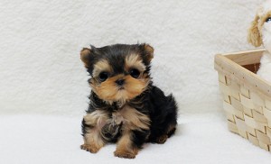 Yorkshire Terrier Puppies for all