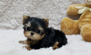 Beautiful yorkshire terrier pups