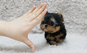 Cute Teacup Yorkie puppies