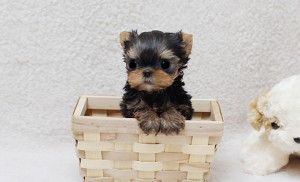 yorkshire terrier pups