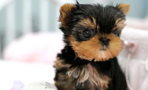 stunning Pedigree Yorkshire terrier puppies