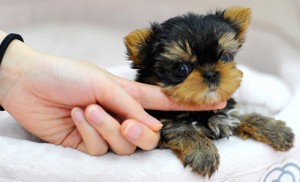 beautiful yorkshire terrier puppy's
