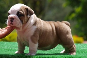 Gorgeous English bulldog puppies