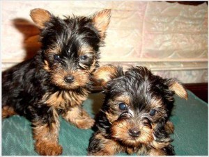 Teacup size Yorkie Puppies Ready for Rehoming