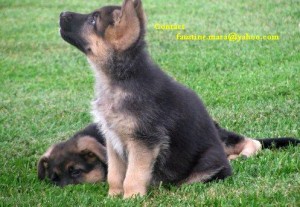 Friendly German Shepherd Dog Puppies for Re-homing