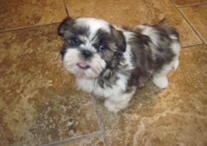 Adorable Shih Tzu for Re-homing