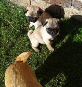 LOVELY LITTER OF PUGS, PUPPIES FOR RE-HOMING
