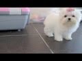 MORE ADORABLE AND LOVELY MALTESE BABY PUPPIES ONLY FOR WELL ORGANISED HOMES