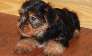 Beautiful Miniture Yorkshire terrier puppies