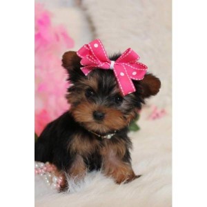 AKC Male Yorkie Puppy Ready For His New Home PRE SOILED