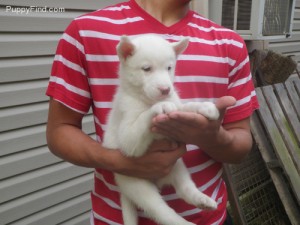 sebian husky for Re-homing