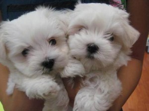 TeaCup Maltese Babies Ready For new homes