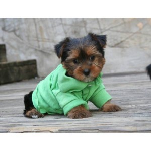 Wow!!  Charming   and Healthy Male  and Female Teacup Yorkie  puppies for  free adoption