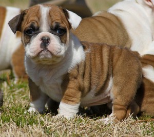 Adorable English  bulldog puppies for adoption