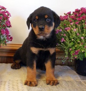 Lovely Rottweiler puppies for caring home
