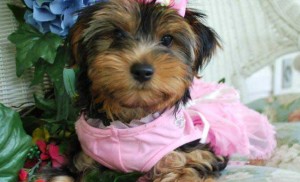 Micro Teacup Yorkie Princess