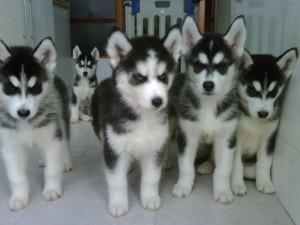 AKC Siberian Husky Puppies