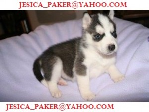 Siberian Husky puppies for sale