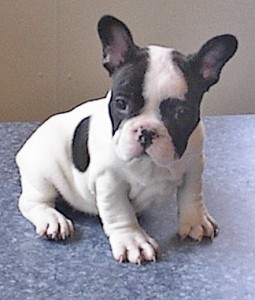 Classic French Bulldog Puppies