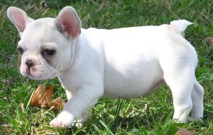 french bulldog puppy