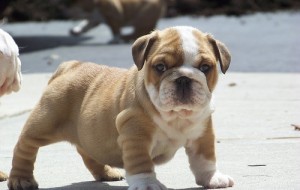 adorable english bulldog puppy for free adoption