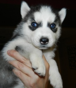 Lovely beautiful siberian husky puppy for rehoming