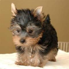 teacup Yorkie puppies ready for you