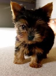 yorkie puppies for good and loving home....