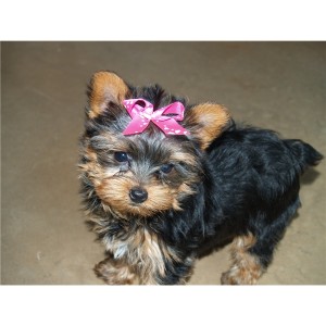 Beautiful Yorkie Puppy!