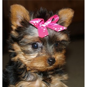 Teacup Yorkie for Adoption