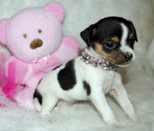 X-mass Charming  Male and Female Tea-cup Chihuahua Puppies For Adoption in a Good Home Now .