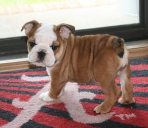 Outstanding AKC registered English Bulldog Puppies