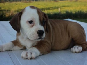 FABOLOUSE AND OUTSTANDING ENGLISH BULLDOG PUPPY FOR ADOPTION