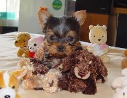 _TWO LOVELY TEA CUP YORKIE PUPPIES FOR ADUPTION _